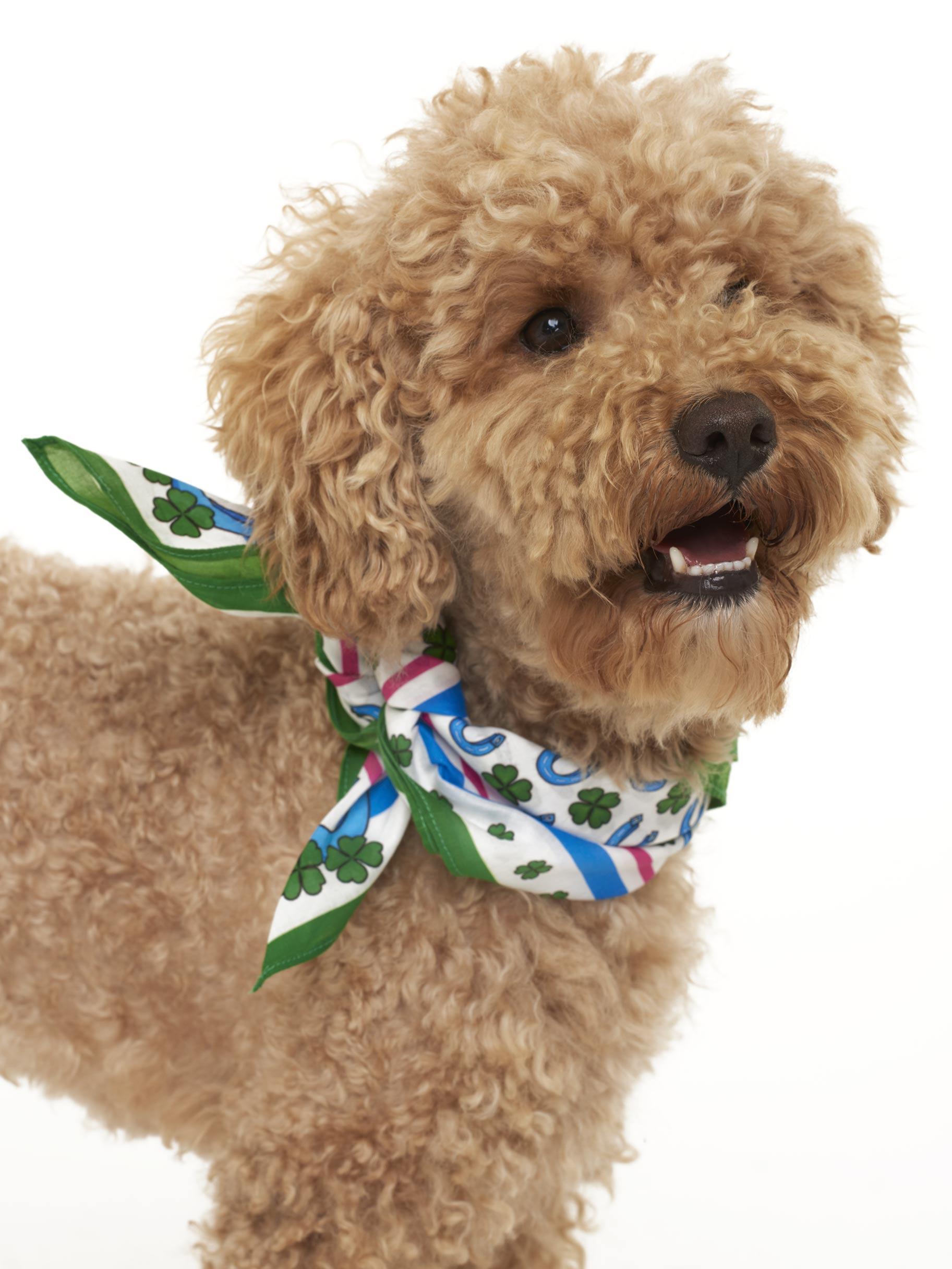 Foulard with lucky print - MC2 Saint Barth
